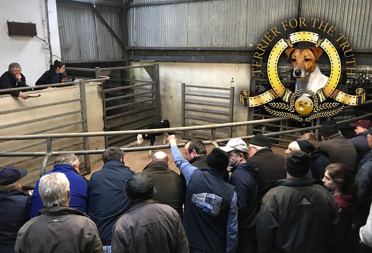 Jack Russell: My local mart looks more like an active retirement club