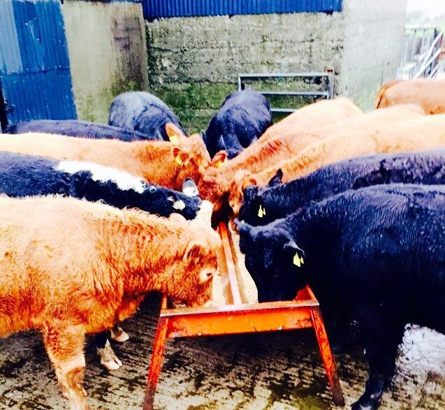 Slight increase on weekly beef kill figures, as young bull numbers lead the way