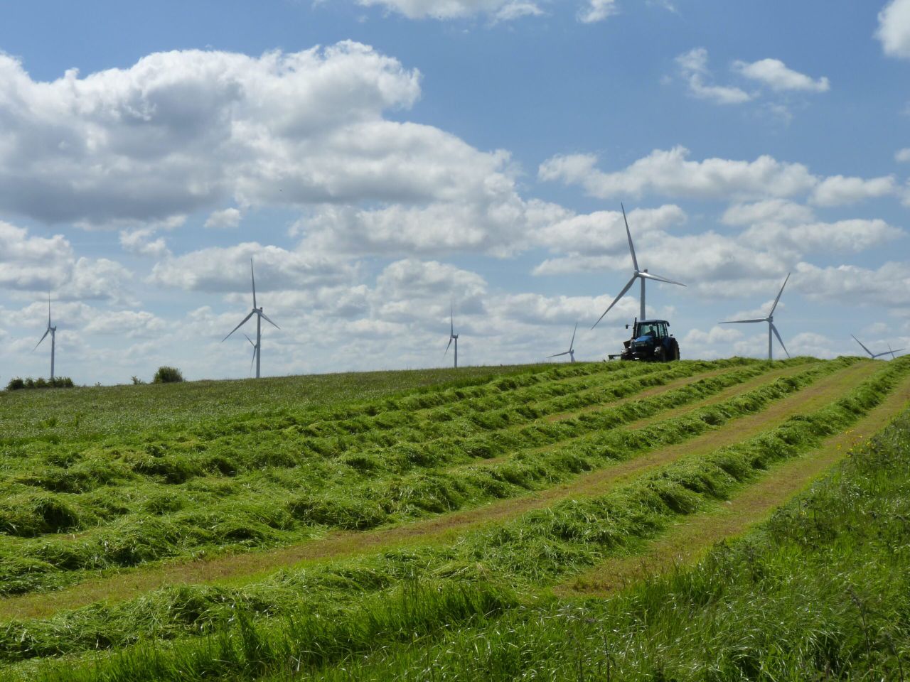 'Livestock perfectly happy and safe around wind turbines' - IWEA
