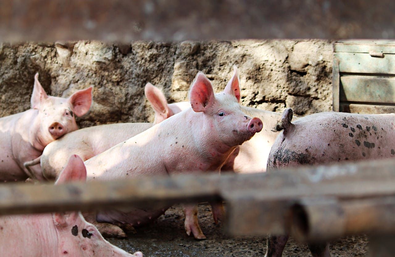 UK ban in place on import of cattle, pigs and sheep from Germany
