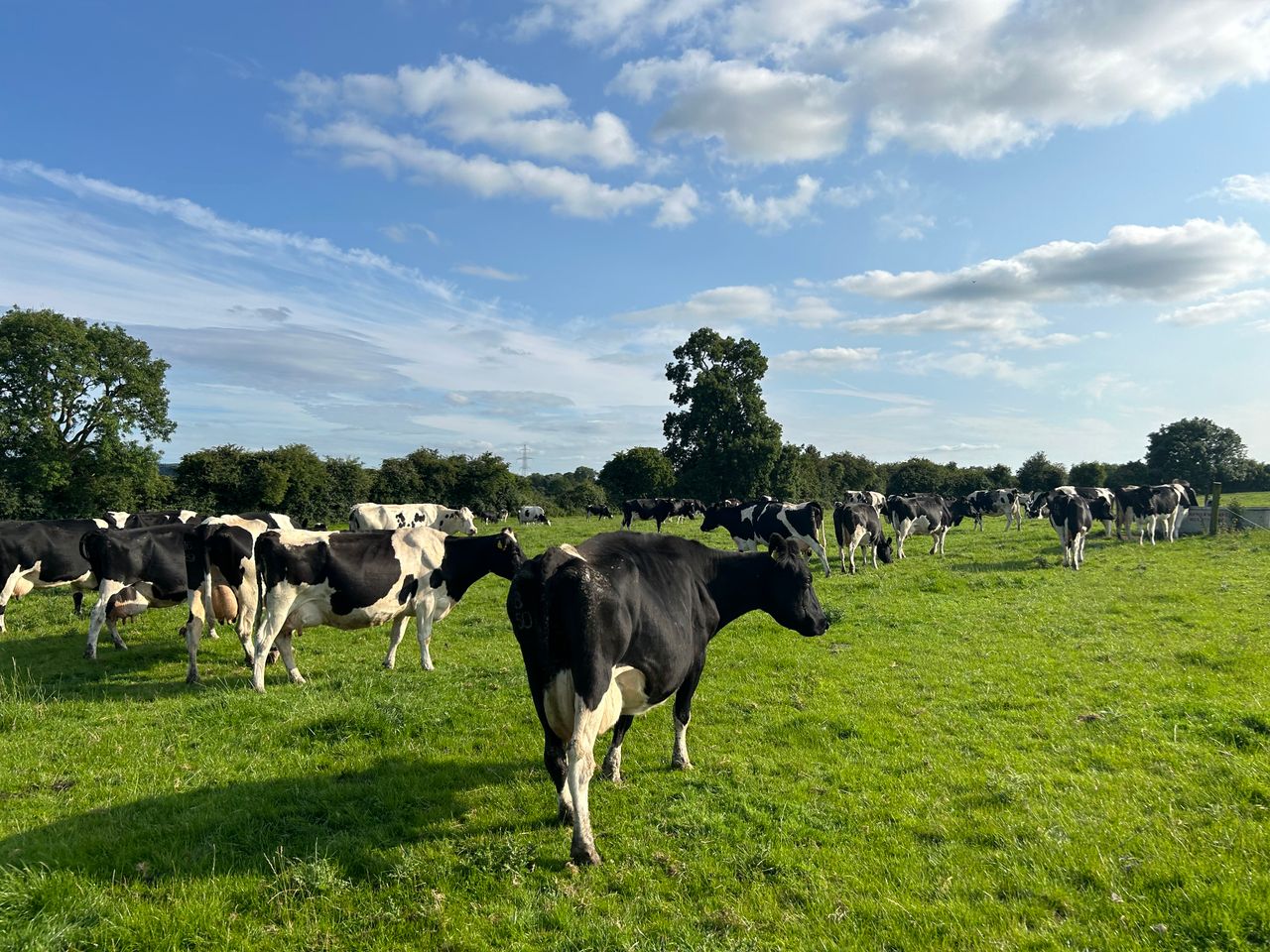 Milk Price Tracker: The positive milk price continues in August