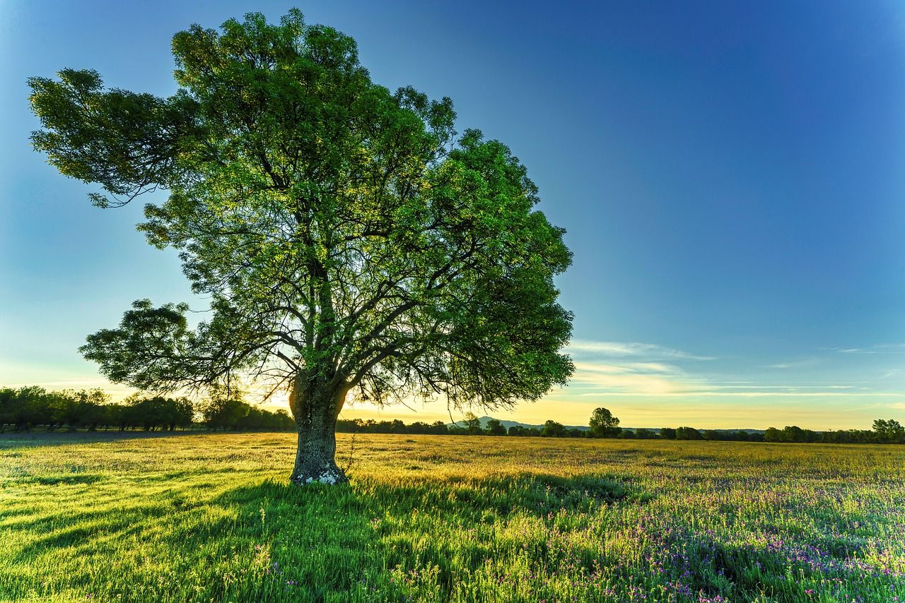 NI's agriculture GHG emissions forecast to reduce by 1% by 2032