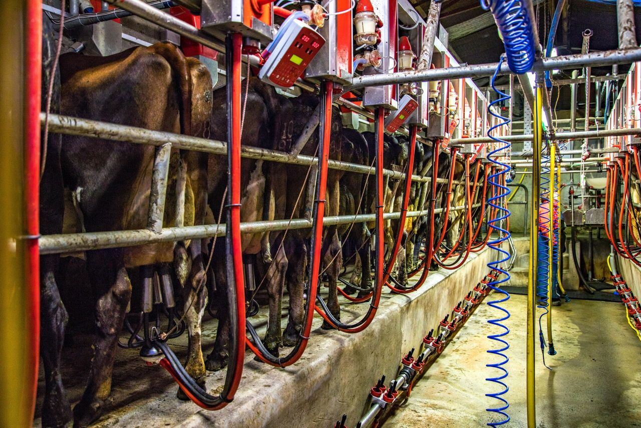 Kerry reveals June milk price