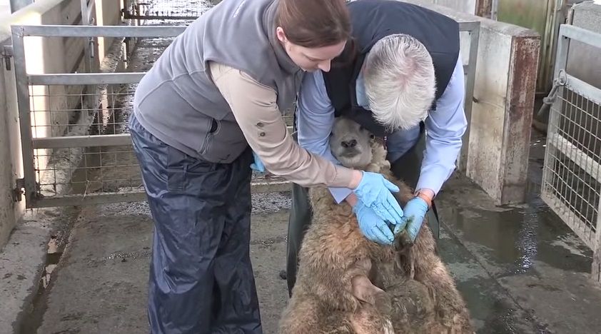 Video: How to spot and treat CODD in sheep