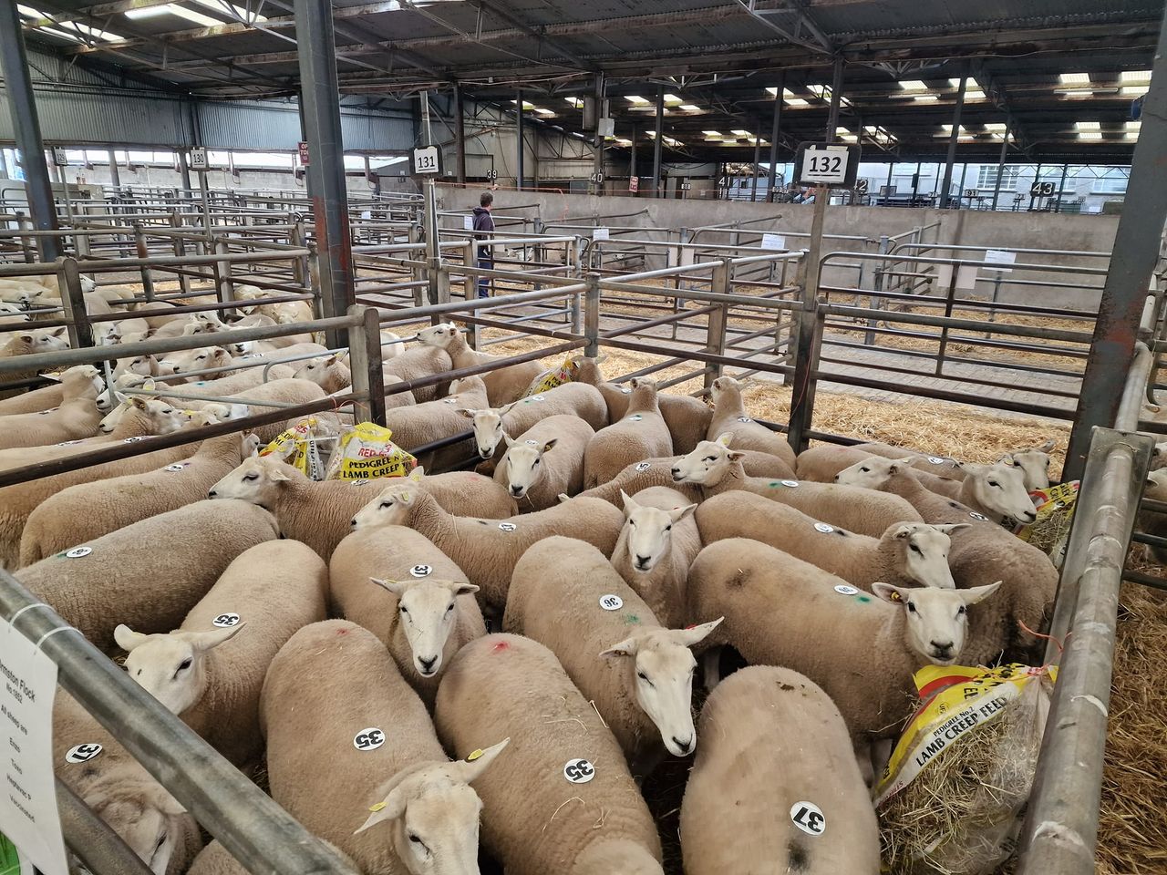 Strong demand for breeding females at Lleyn sale