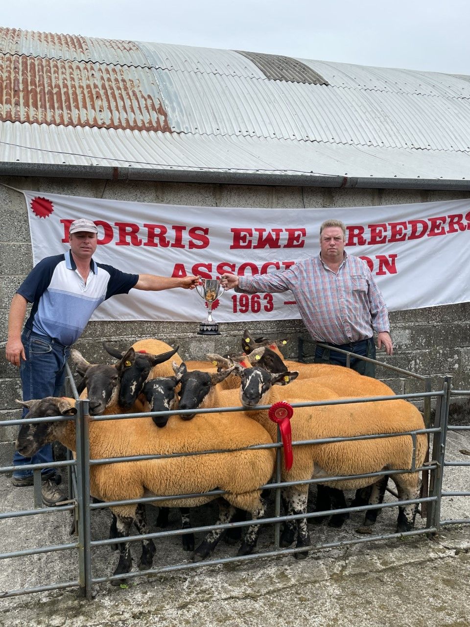 Hogget ewes hit €450/head at Borris Ewe Breeders' sale on Saturday