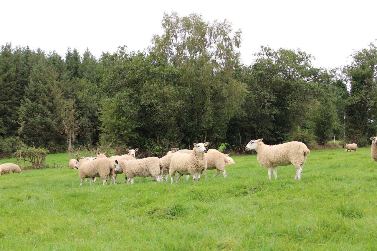 DAFM urges vigilance as bluetongue spreads across Europe