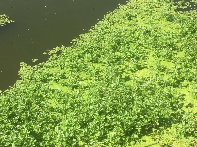 Duckweed: How a humble plant could help food security