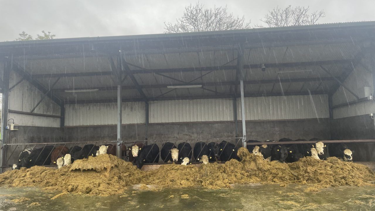 Factory quotes: Beef price offerings hit all-time highs