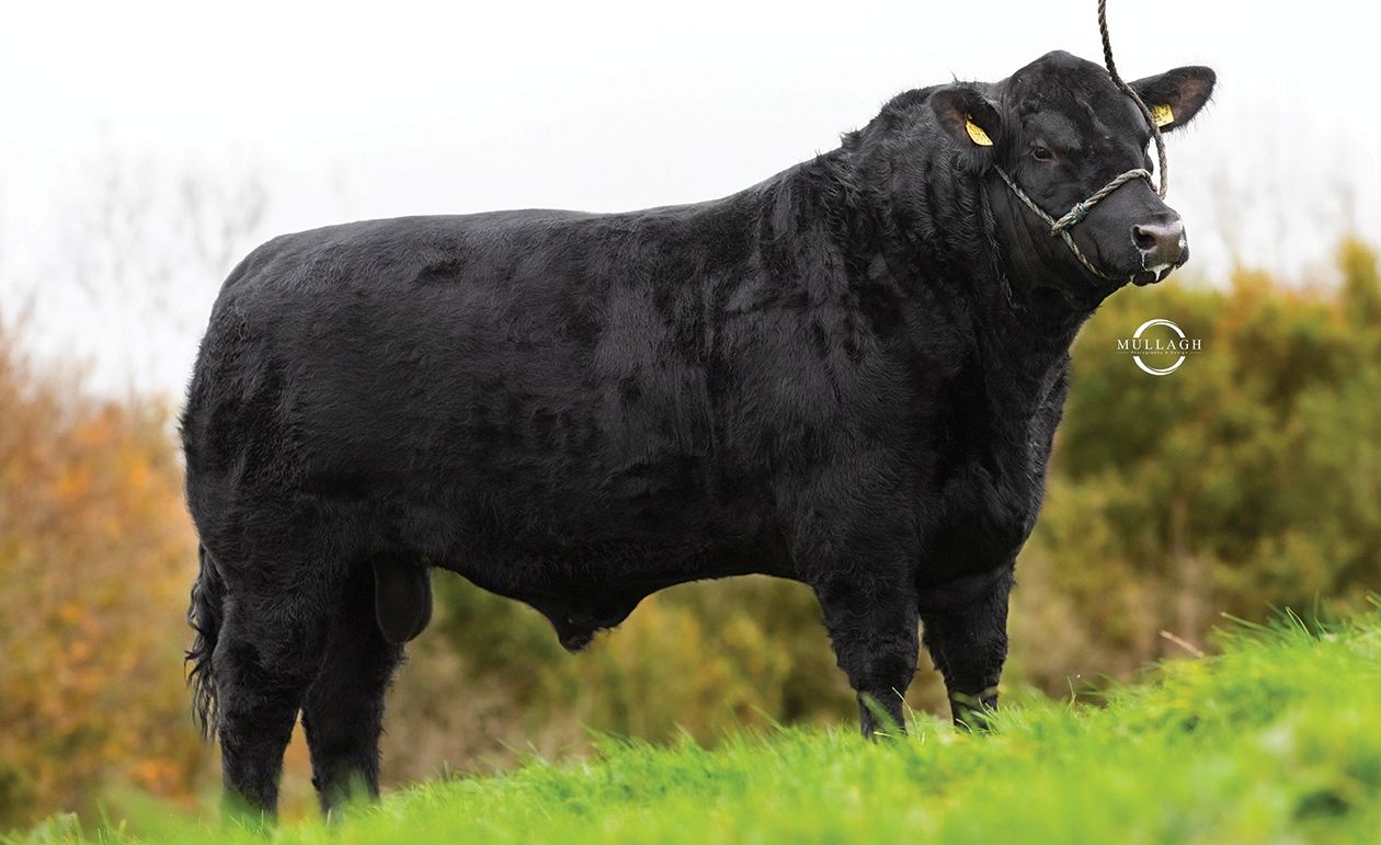AI-bred dropped calves continue to secure premium price