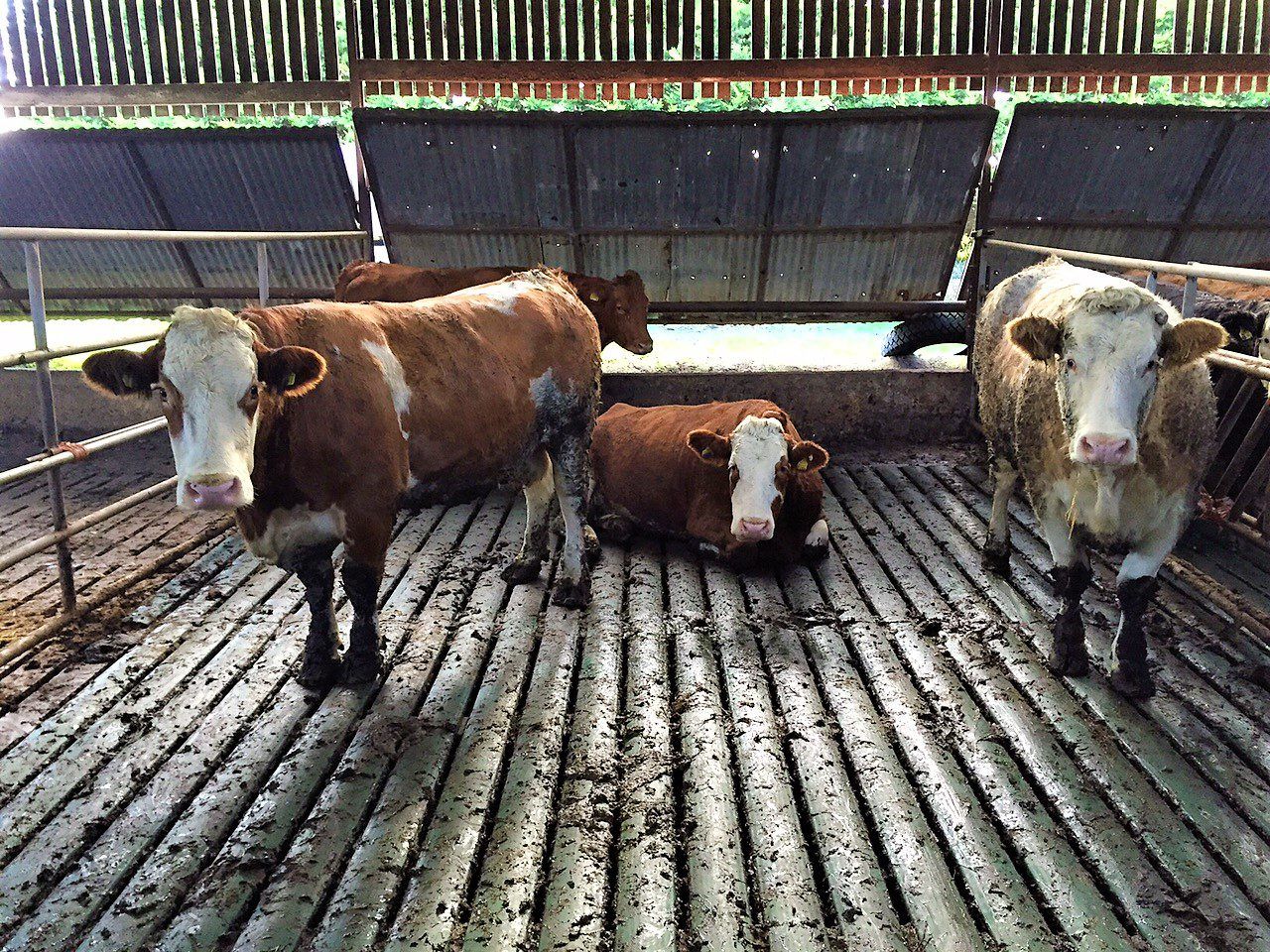 Suckler cow management: Getting autumn-calvers back in calf