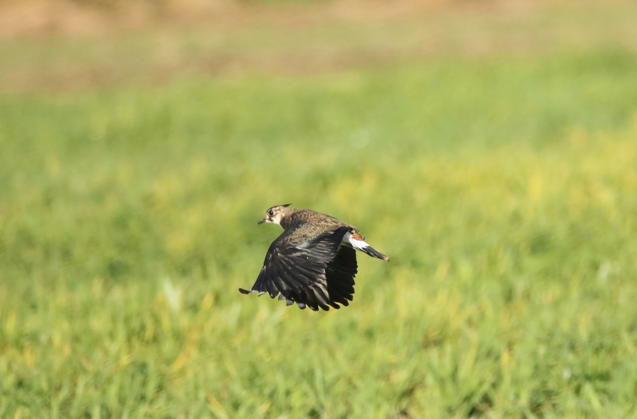 ACRES: Encouraging wildlife habitats for wild birds