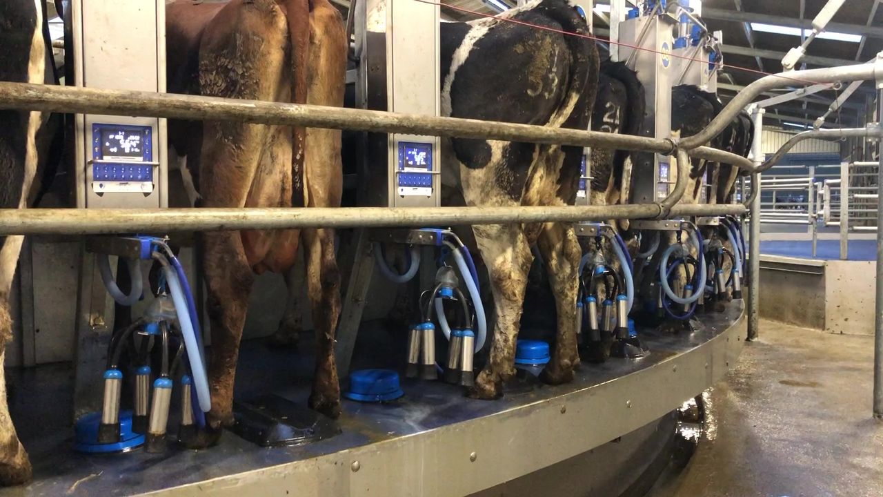 'I've found SDCT very effective but you need to be milk recording regularly'