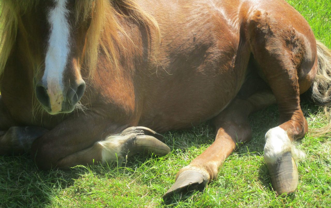 Cork man banned from keeping equines for 5 years