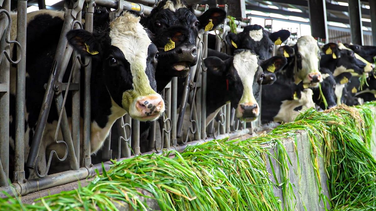 Dairy social media campaign gains support in NI
