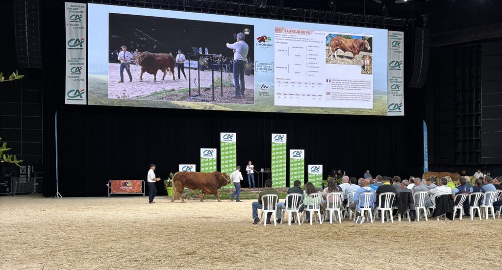 Auction of Limousin breeding stock