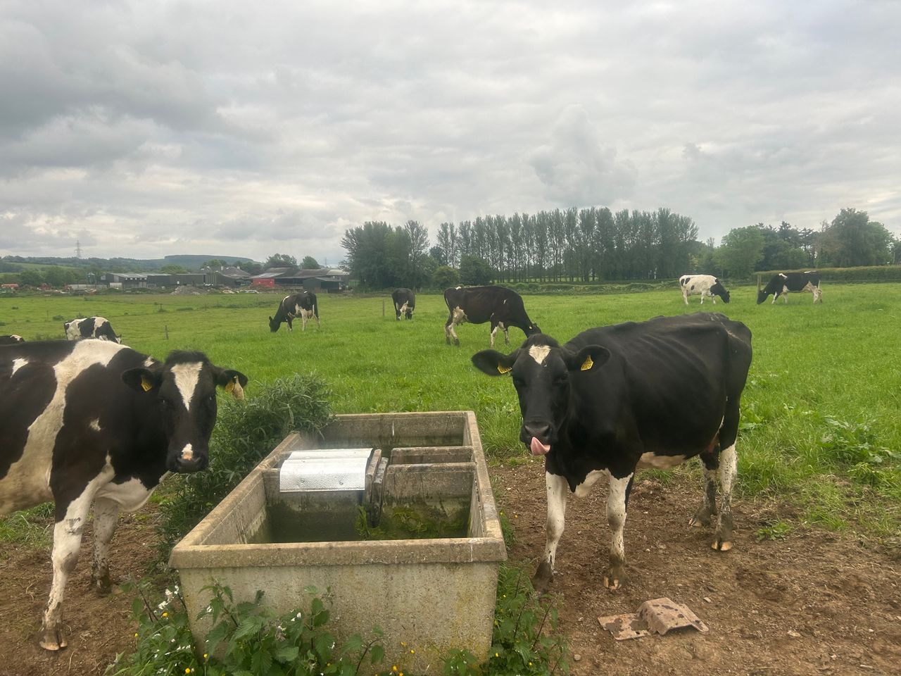 Does your herd have adequate access to water troughs?