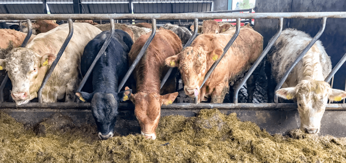 Revealed: 'Factory feedlot' contribution to Irish beef kill