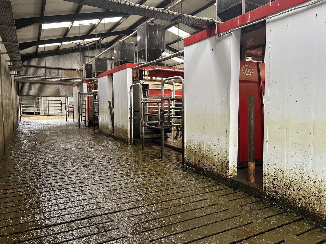 Dairy Focus: Labour issues lead brothers to switch to Lely robots