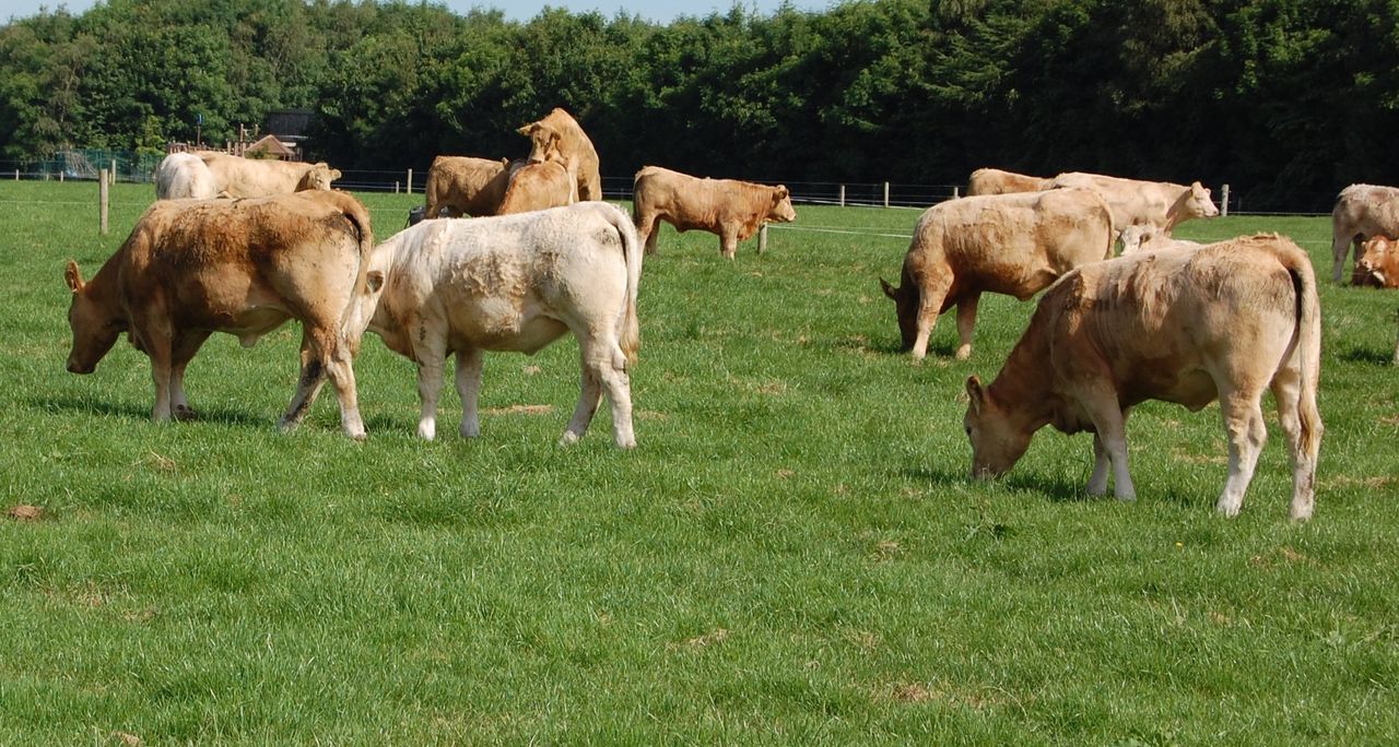'When cattle are scarce, market requirements seem to disappear'