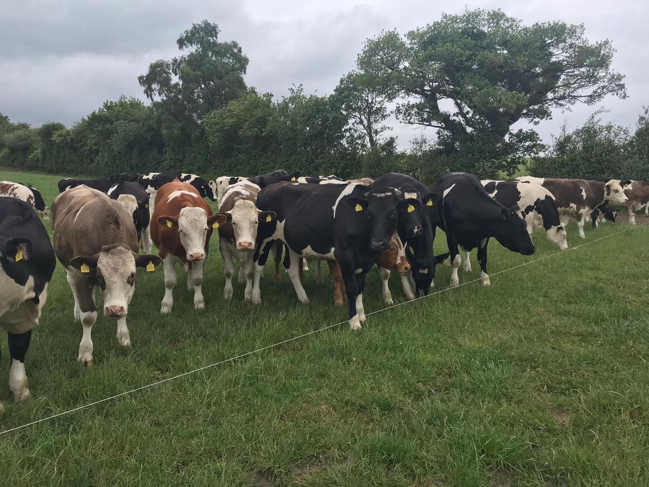 Video: Monitoring liveweight gain performance in Co. Carlow