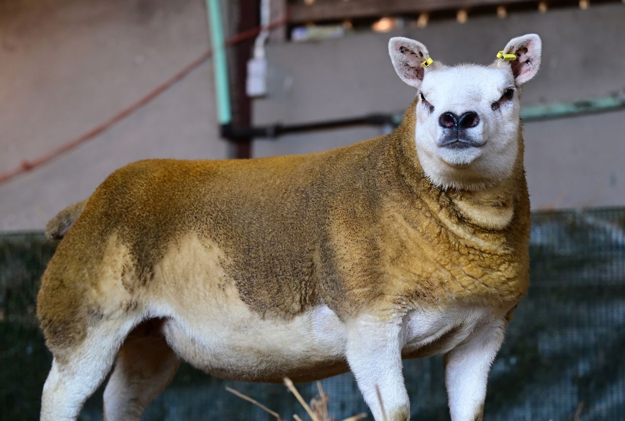 Texel Festive Crackers in-lamb sale returns to Ballymena