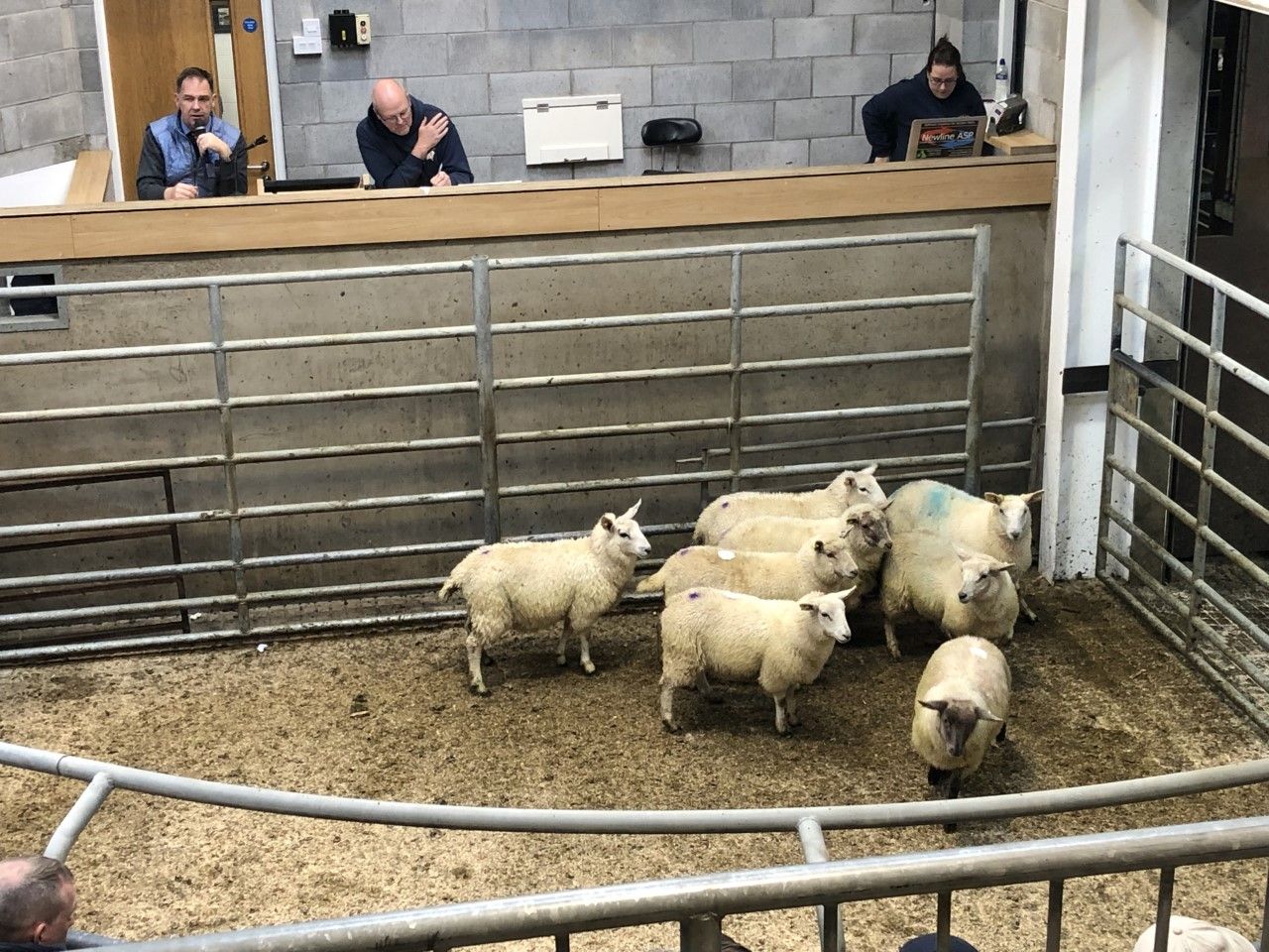 Sheep marts: Stores stronger by as much as €5/head