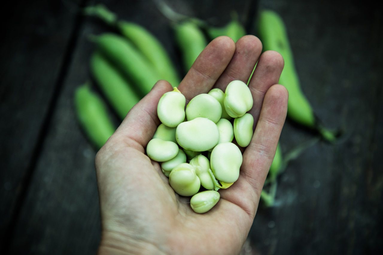 Webinar to explore role of faba beans in Europe’s plant-protein future