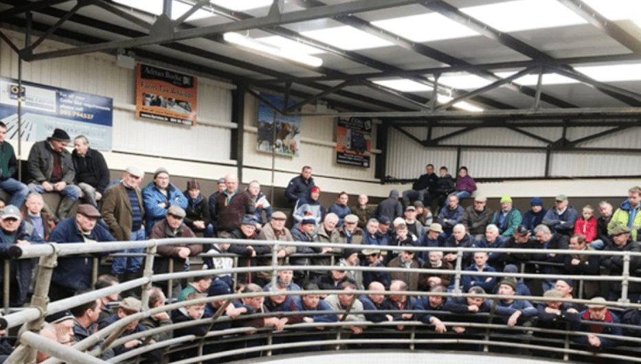 Heifers sell to a top price of €1,600/head at Ballinrobe Mart