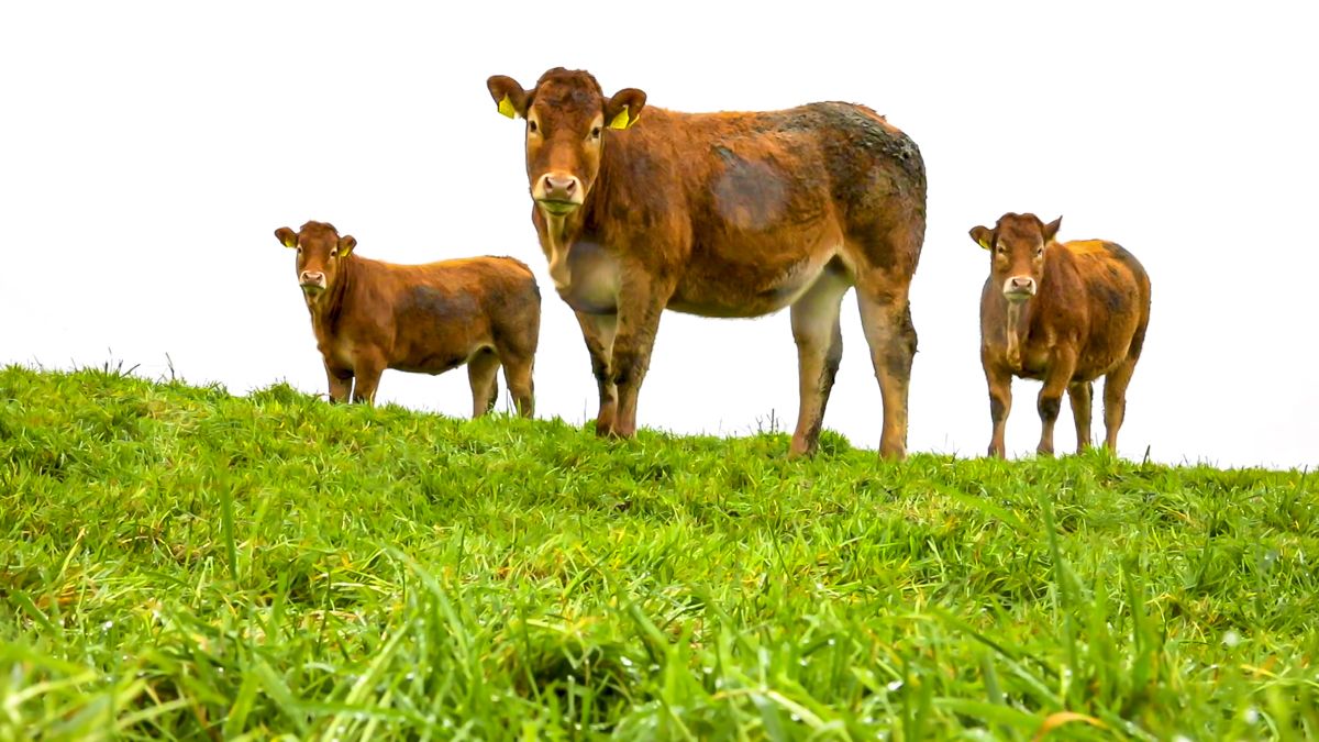 Grass fed beef PGI must deliver 'champagne prices' - ICSA