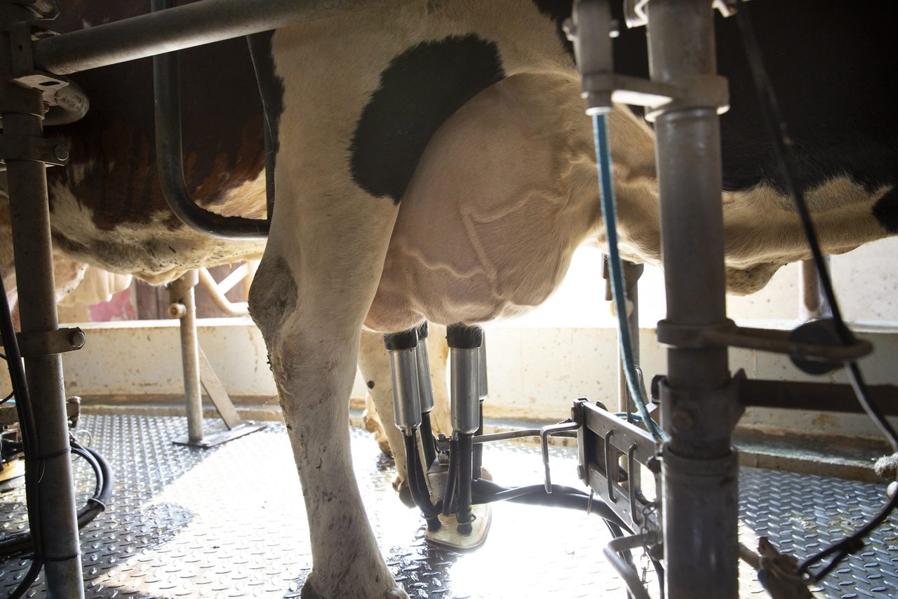 Is it worth milk culturing before drying-off this winter?