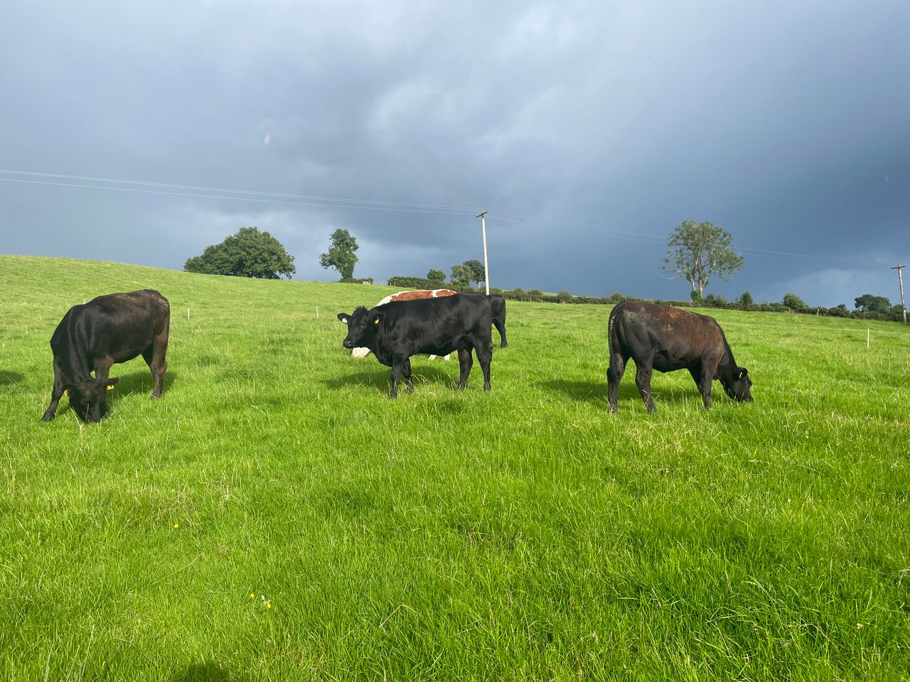 Factory quotes: Beef price falls below export benchmark