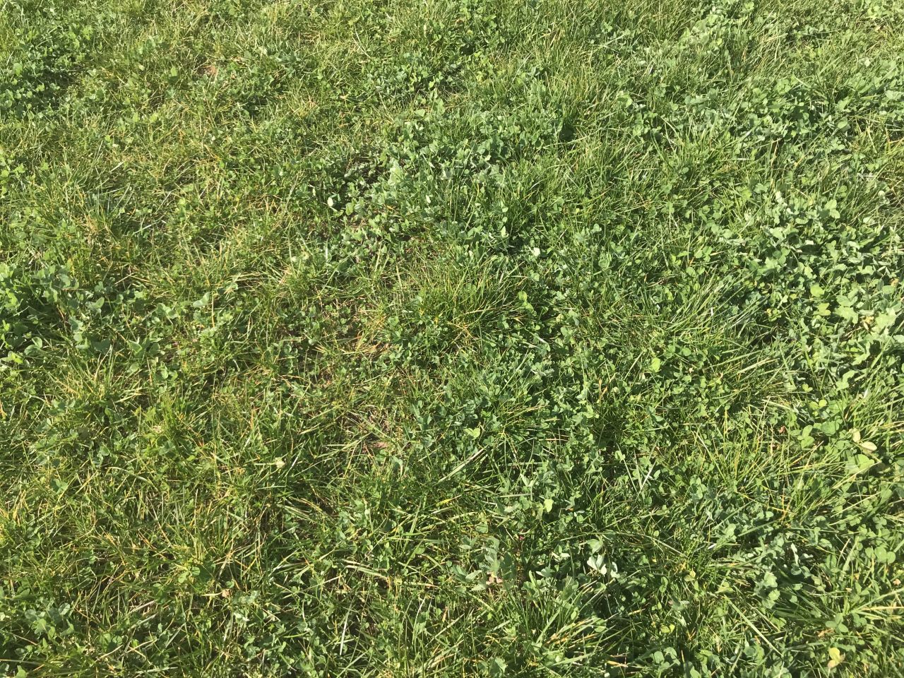 Is clover the solution to fertiliser woes?