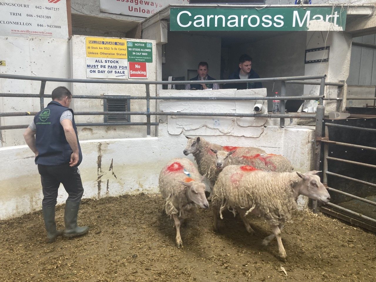Pics and prices: Ewes with lambs at foot make up to €396 at Carnaross