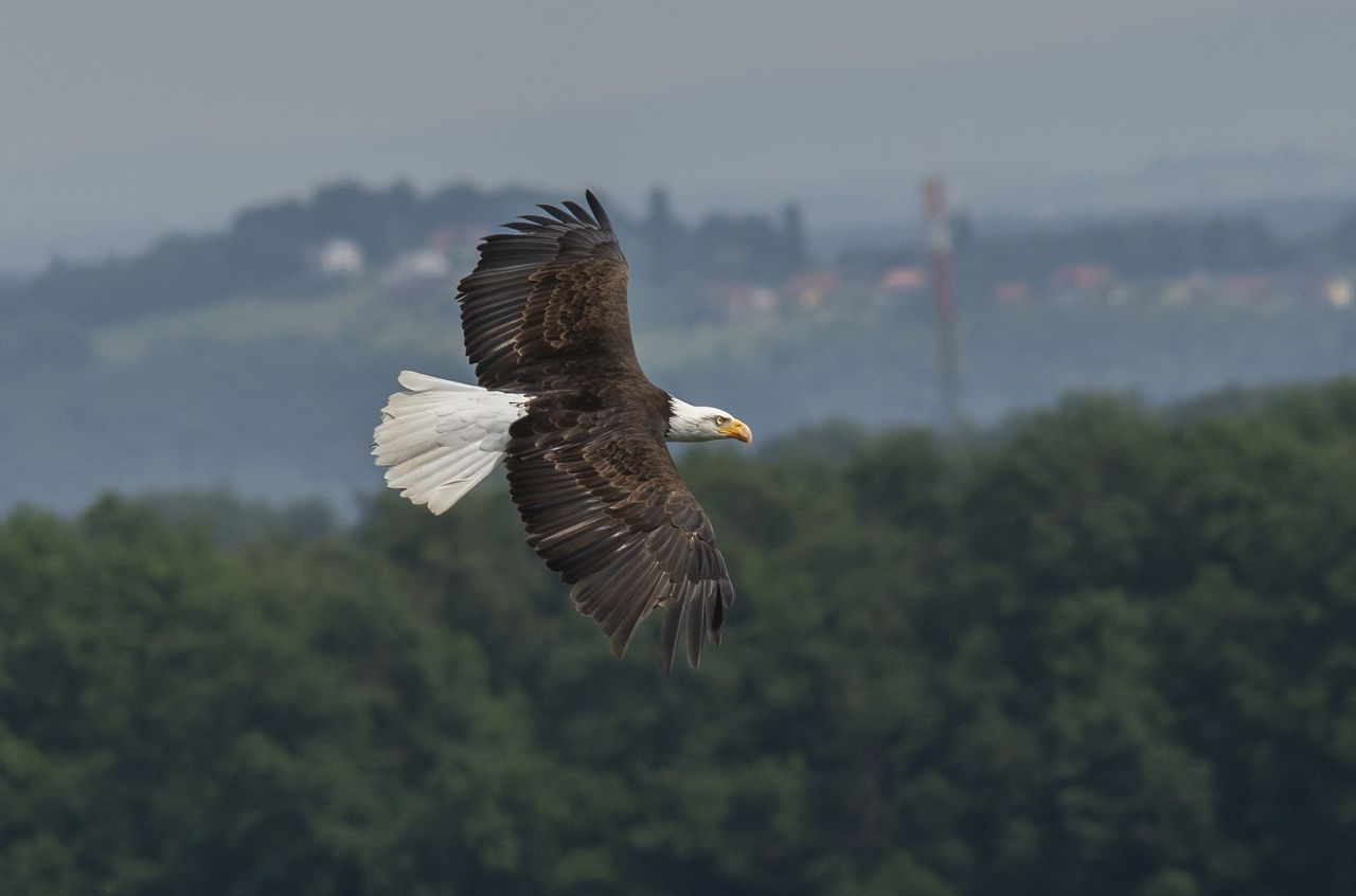 NPWS appeals for information after shooting of white-tailed eagle