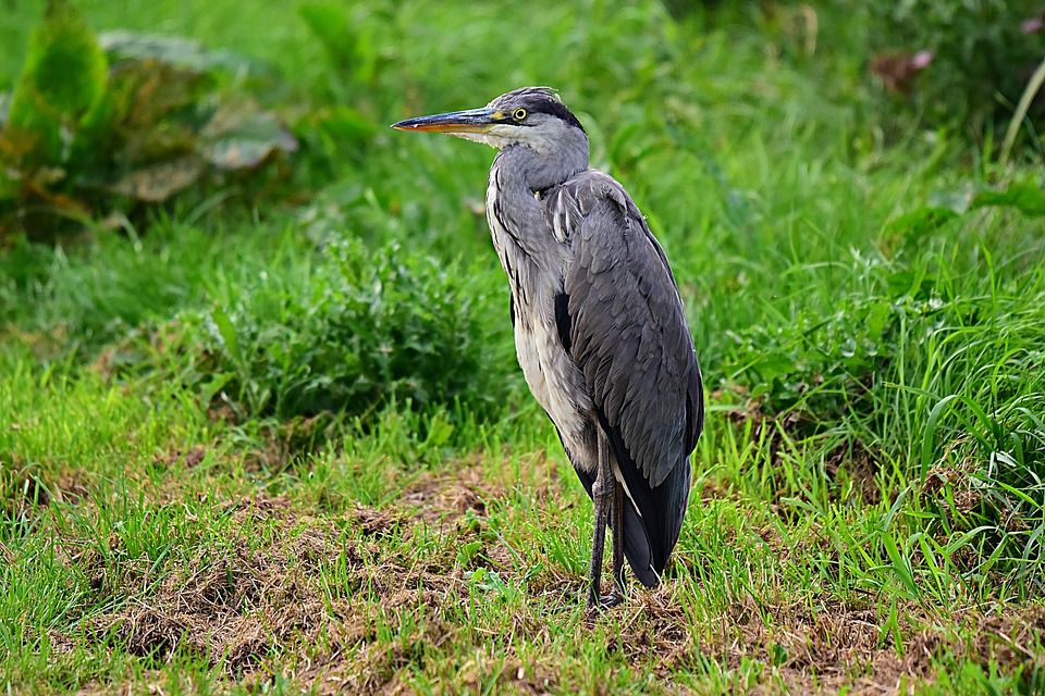 Conserving habitats and species under national and EU rules and regulations
