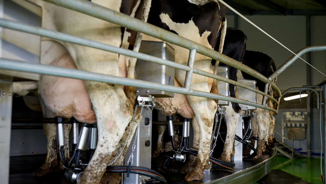 Milk Price Tracker: Average base price drops to 36c/L