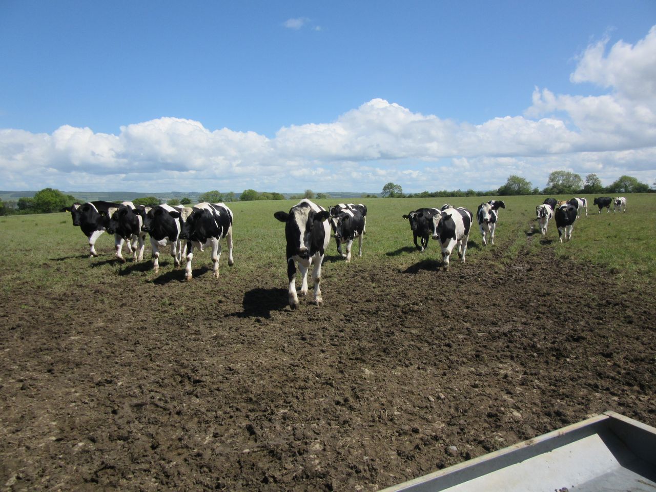 Autumn Beef Series: Is it better to finish off grass or house this year?
