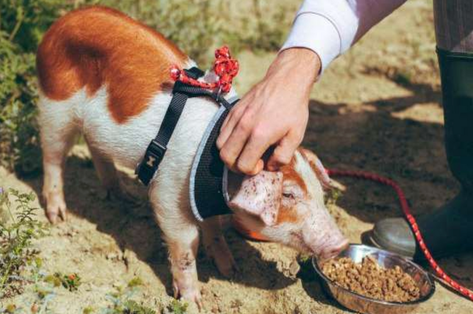How to Steal Pigs: Unions call for Channel 4 to pass information to police
