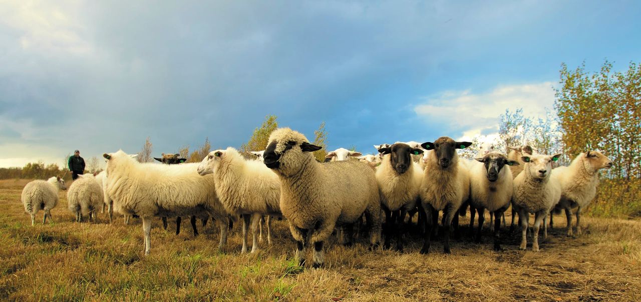 NI farmers warned to be 'vigilant' because of bluetongue case in Wales