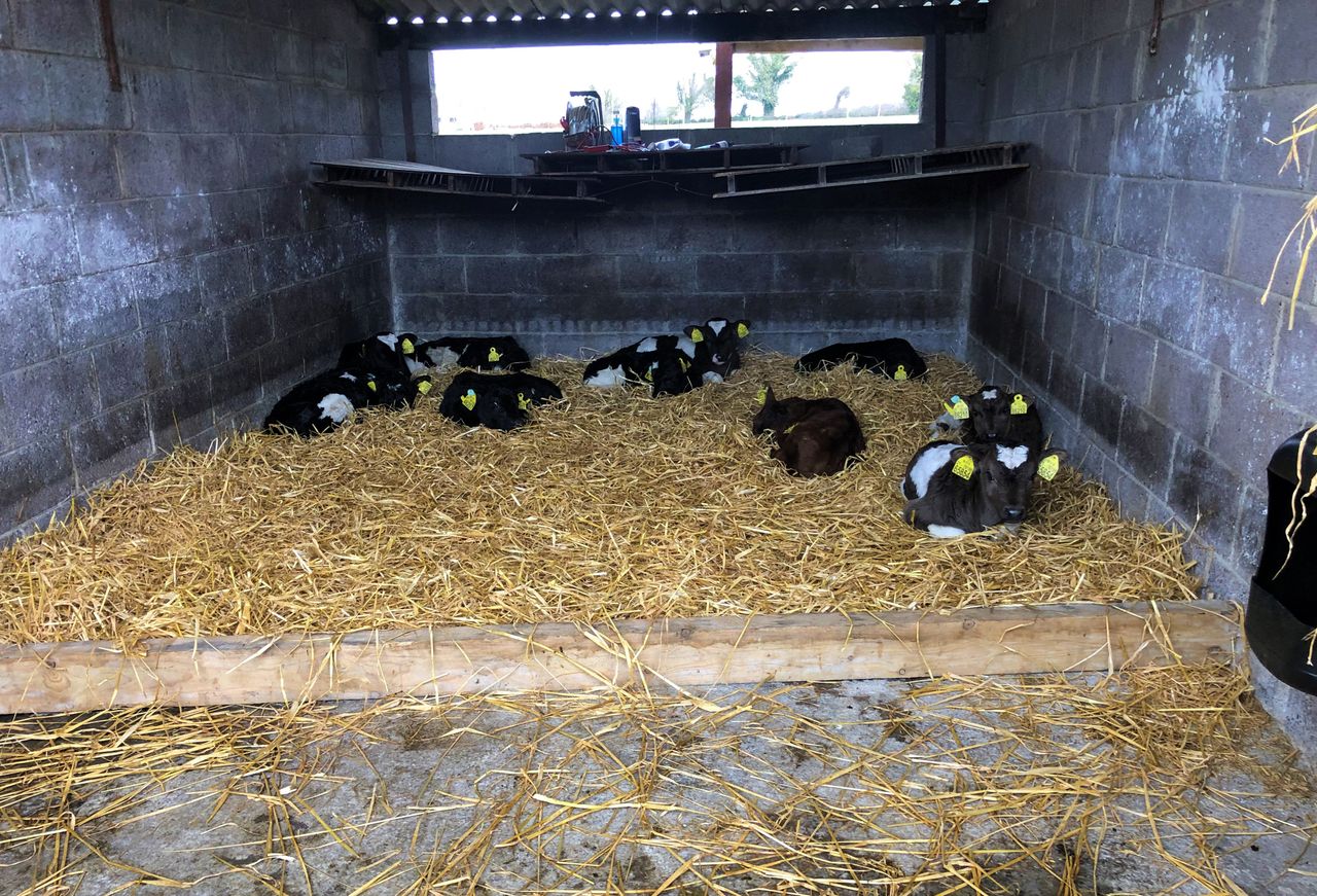 Calf registration data shows slow start to 2024