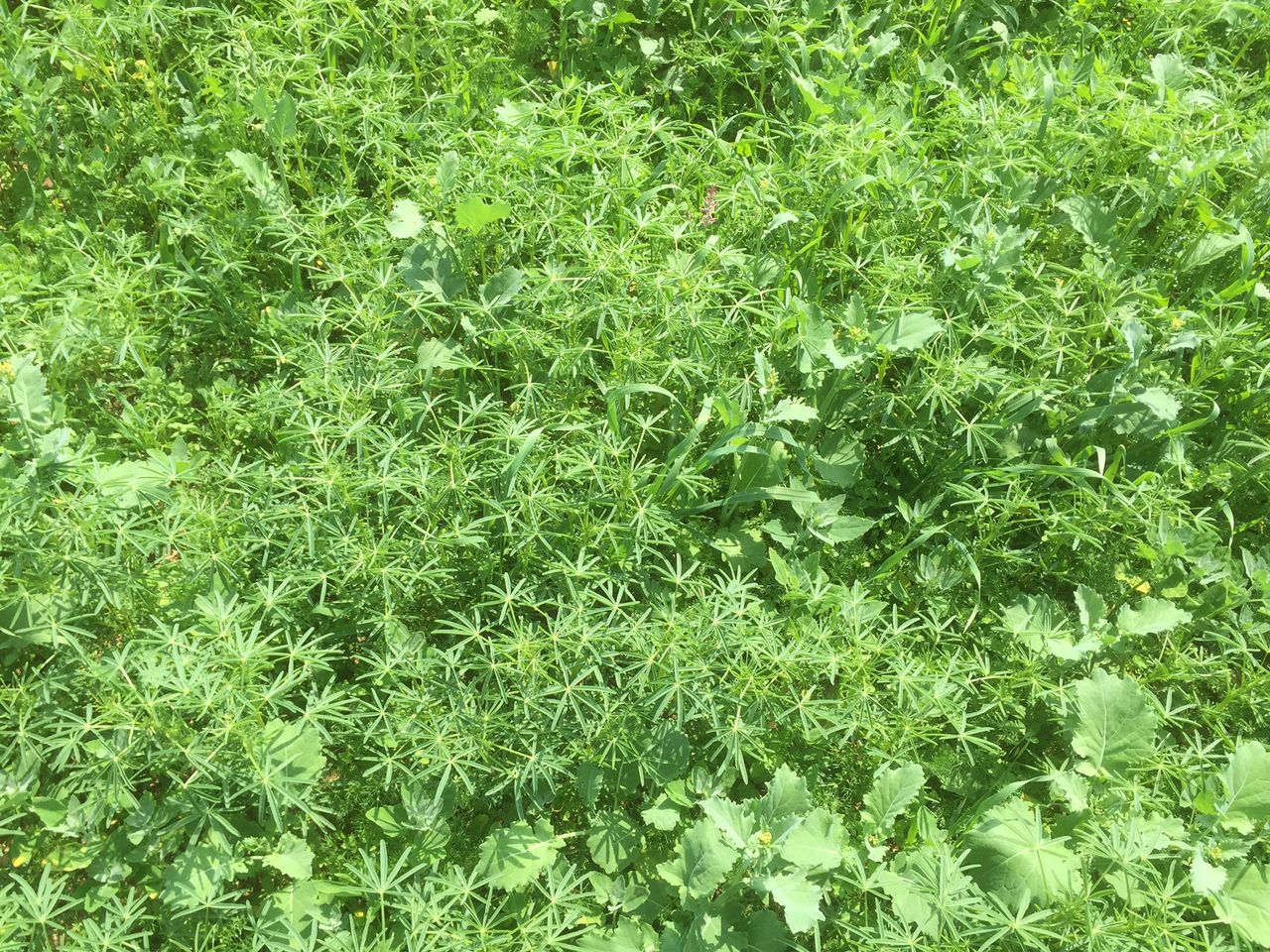 Making the switch to organic tillage - 'It wasn't all about money'