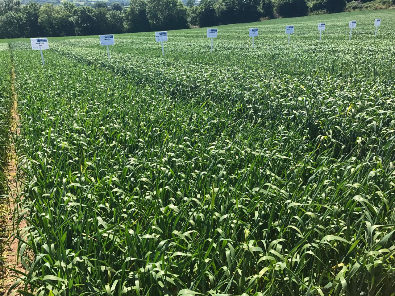 'Chilly' variety heats up the spring wheat list
