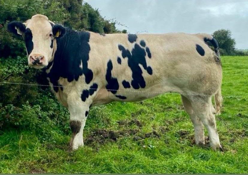 This heifer sold for €8,150 at the breeding sale