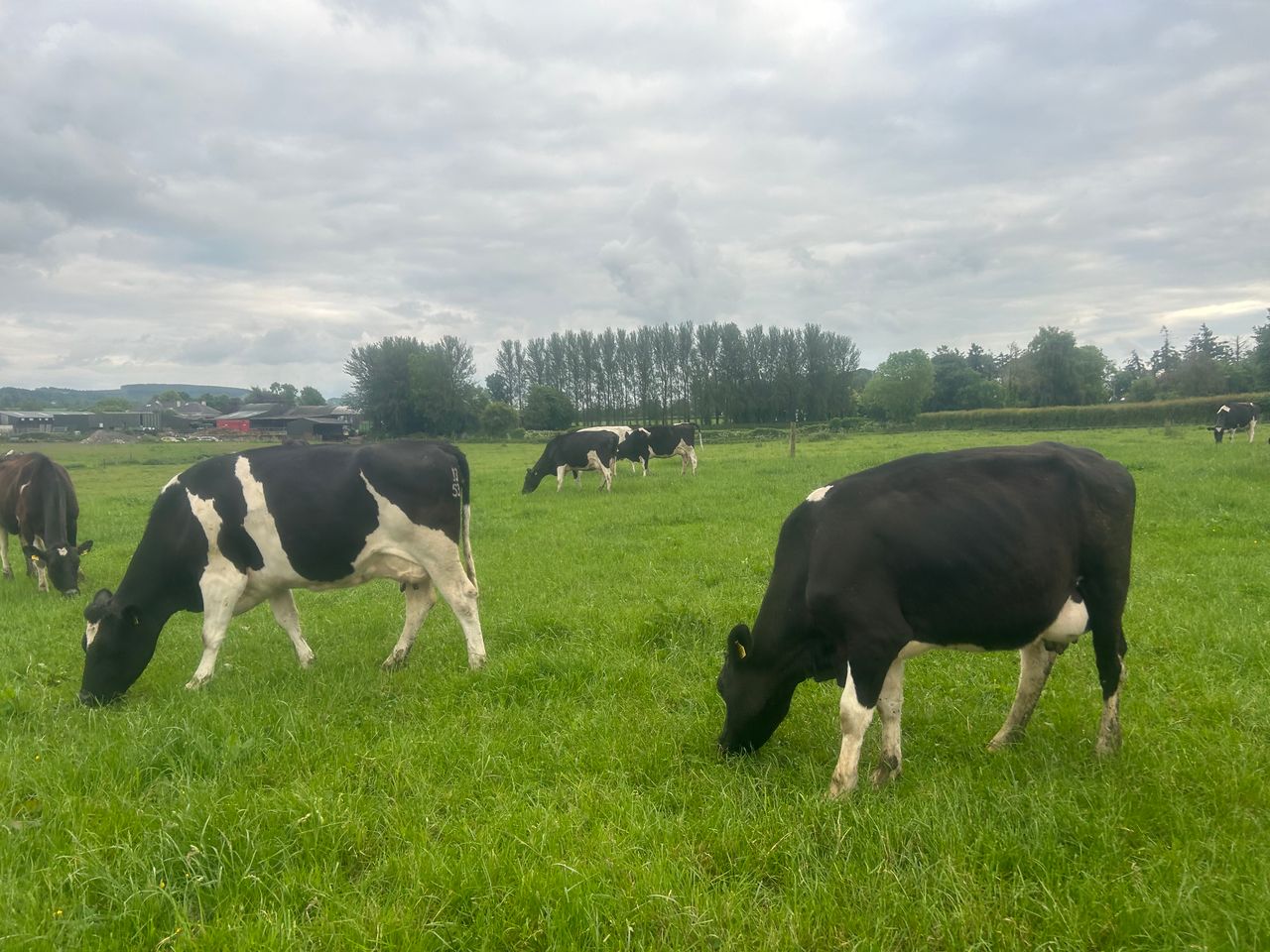 Maximising grass intake during potential pinch point in April