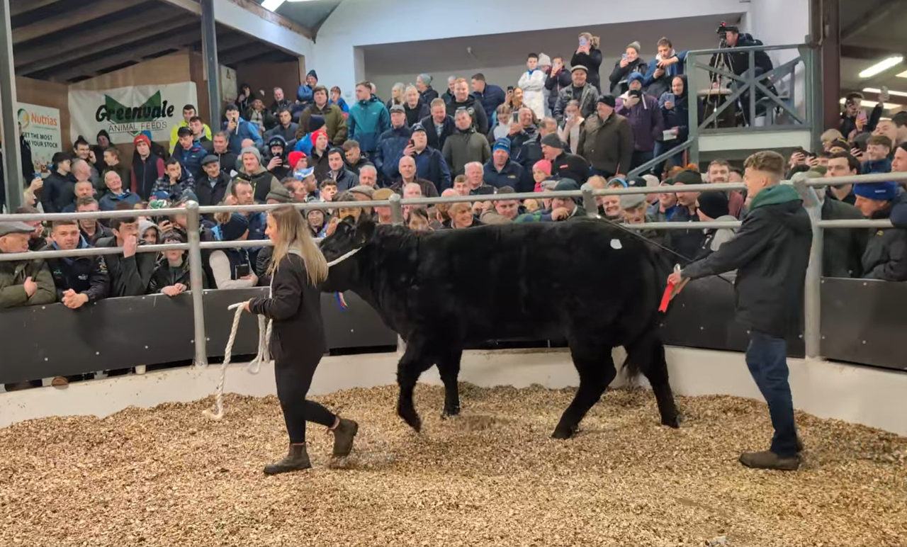 Hundreds of farmers flock to Day 1 of Carrick Winter Fair