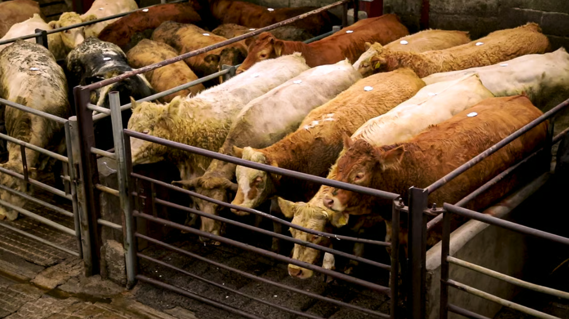 'Overall the trade looks very promising' - Gortatlea mart manager