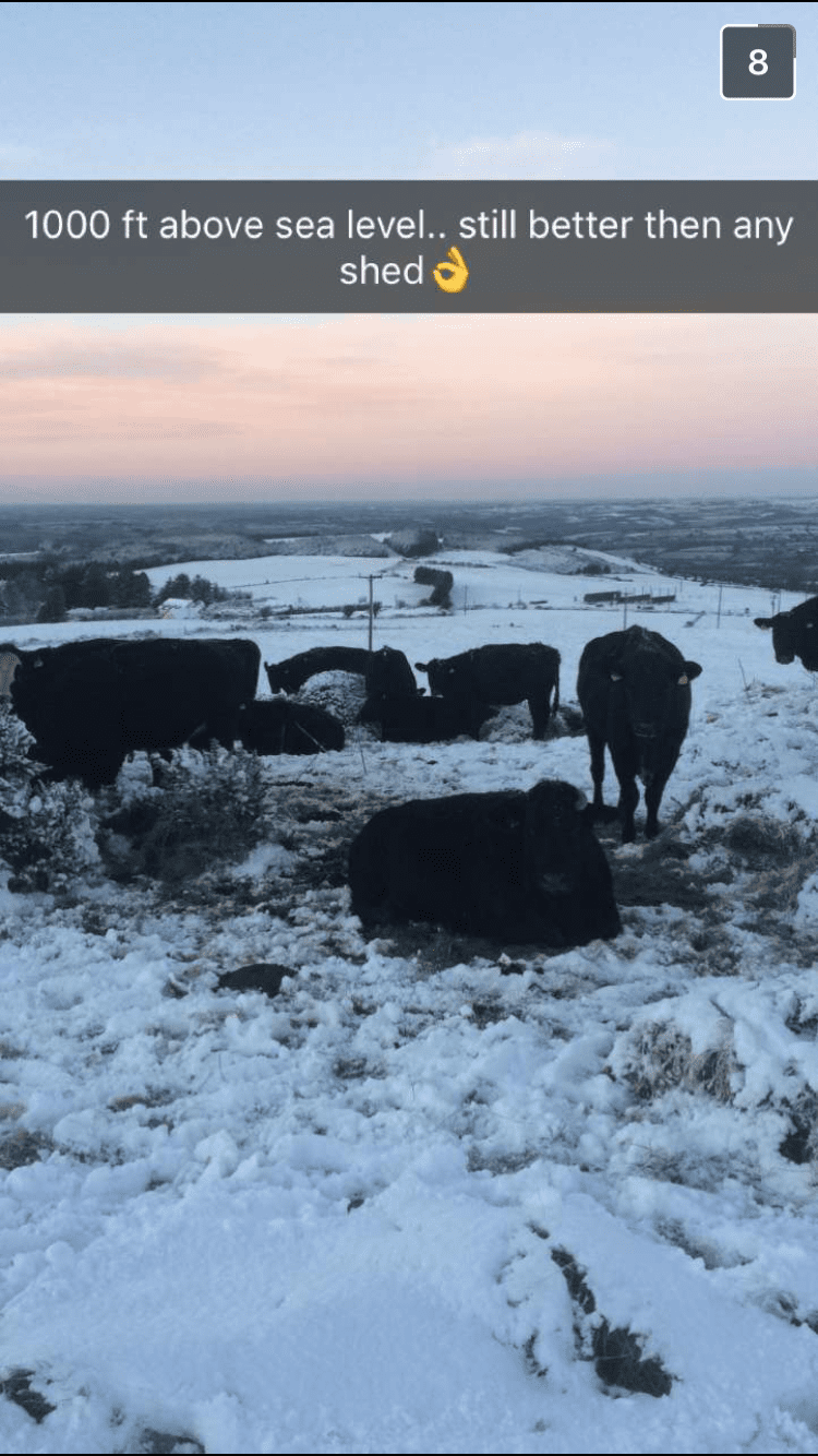 Pics: The show goes on despite snow on Irish farms