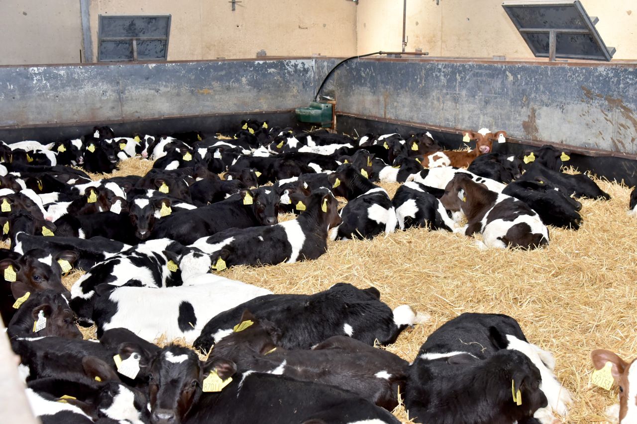 'Ireland must keep its finger on the pulse' of live exports - TD