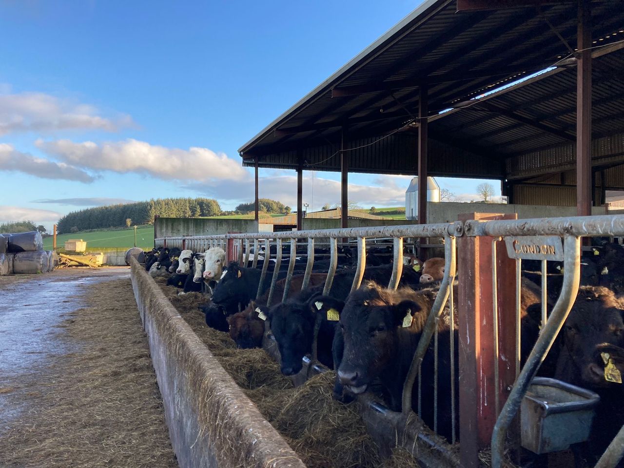 ABP Demo Farm: Yearlings gaining 1kg/day in the shed